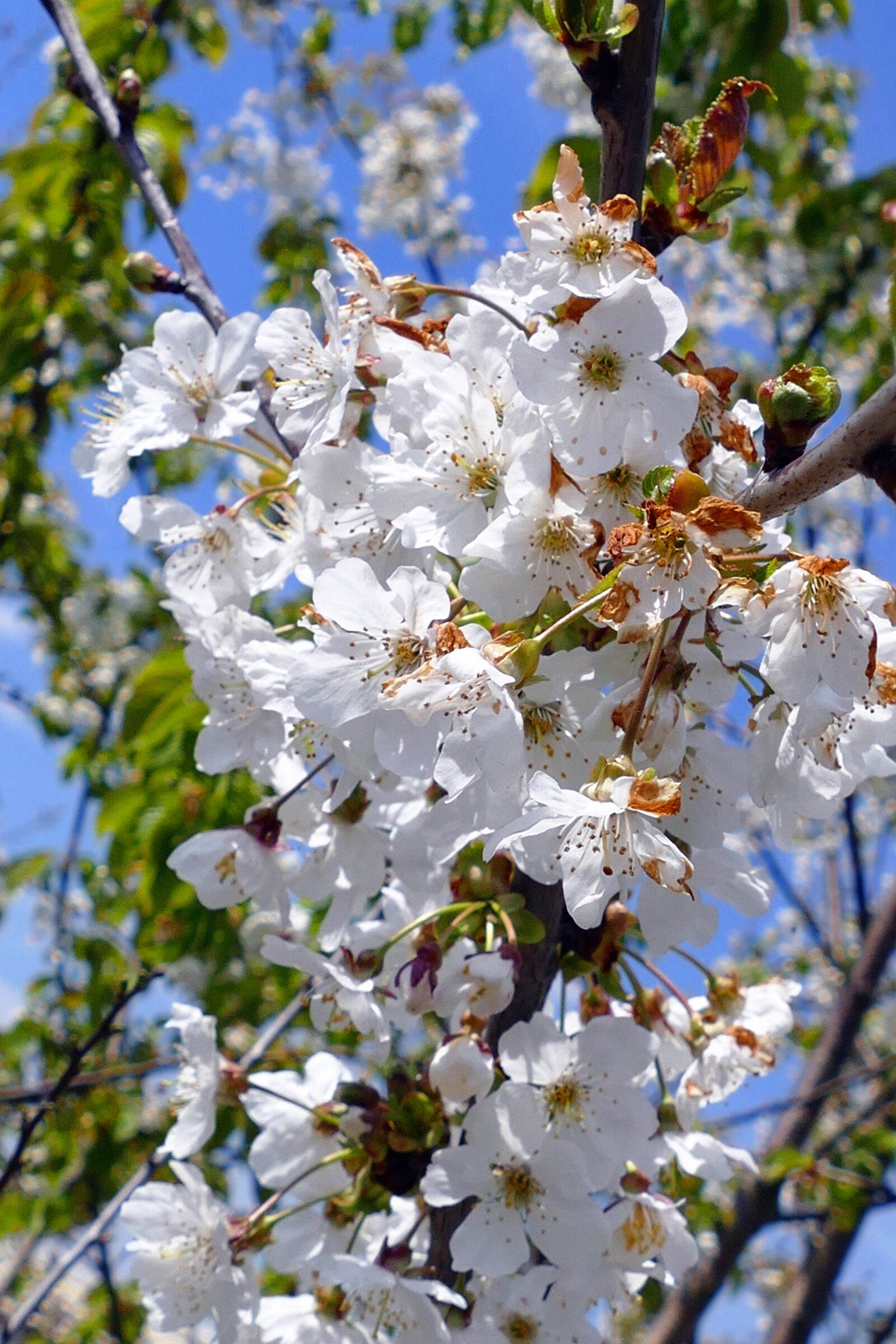 Panasonic Lumix DMC-FZ1000 sample photo. Flowers, blossom, spring photography