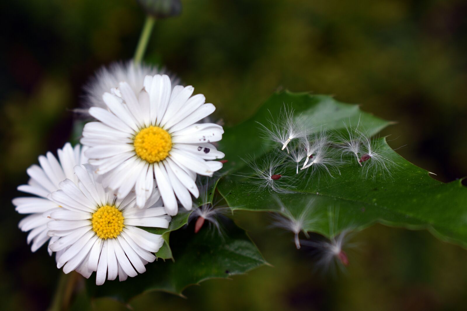Nikon D3400 sample photo. Flowers, spring, flower photography