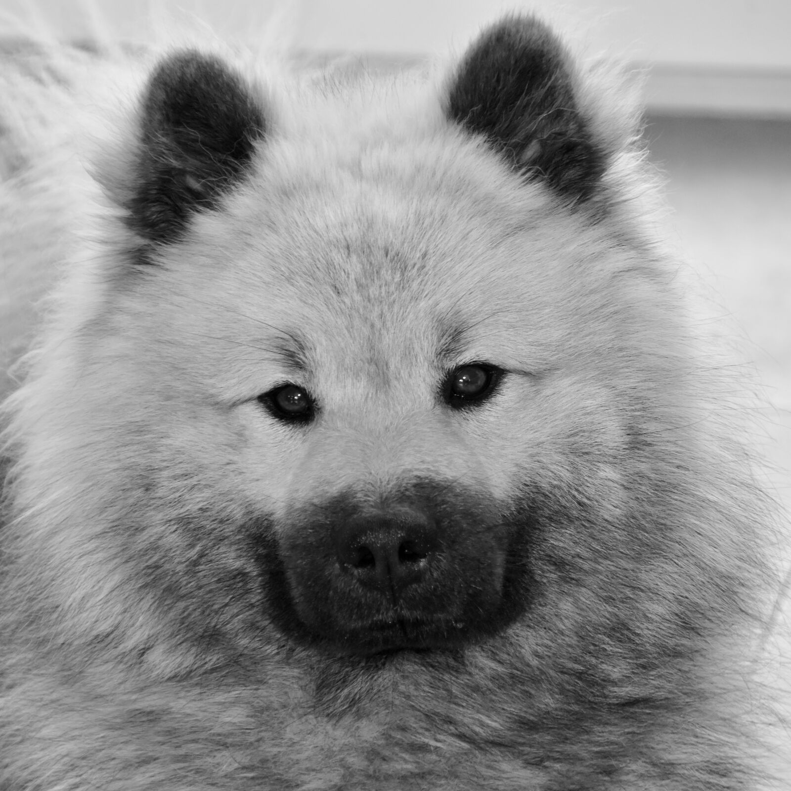 Nikon D5600 sample photo. Dog, black and white photography