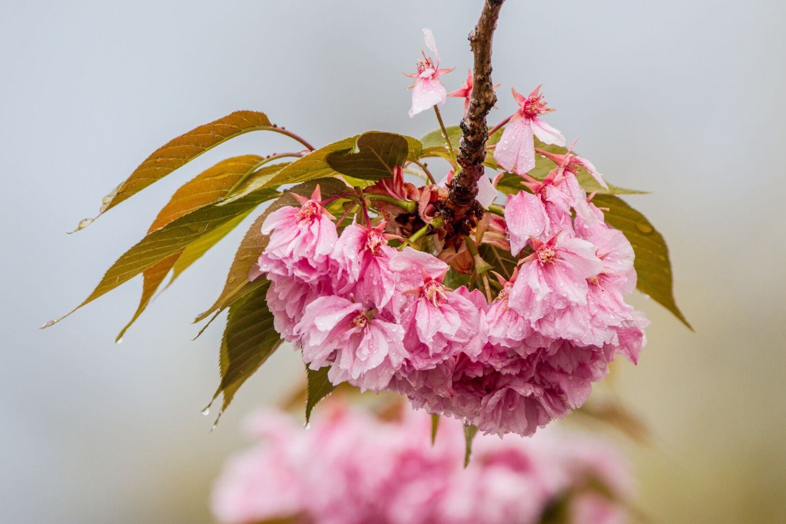 Canon EOS 70D + 150-600mm F5-6.3 DG OS HSM | Contemporary 015 sample photo. Cherry blossom in the photography