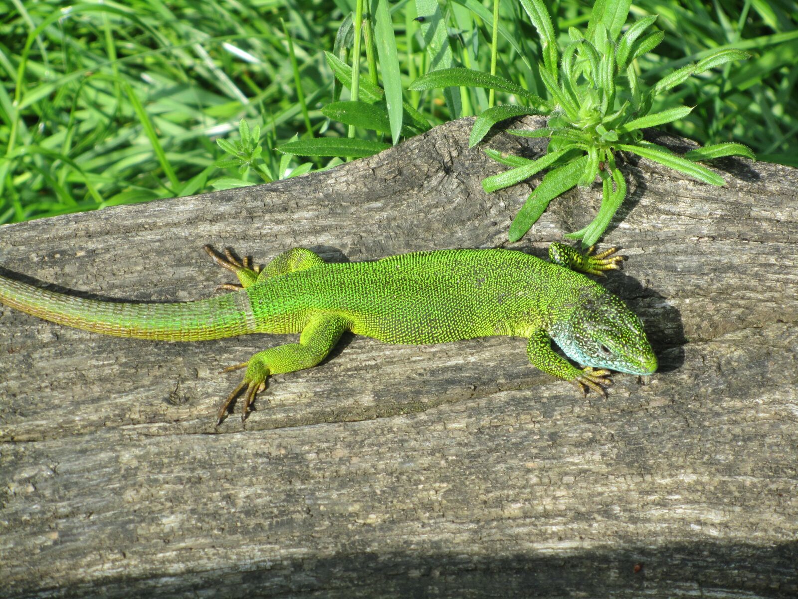 Canon PowerShot SX210 IS sample photo. Lizard, at the same photography