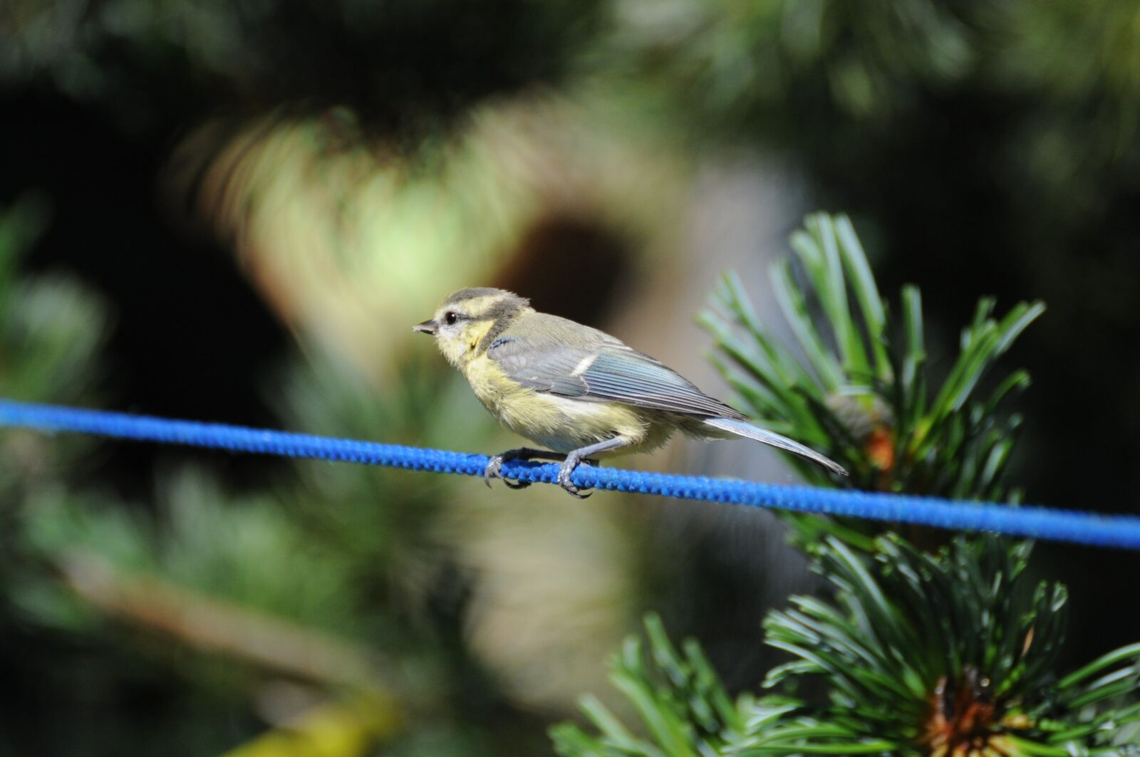 Nikon D5000 sample photo. Tit, bird, garden photography