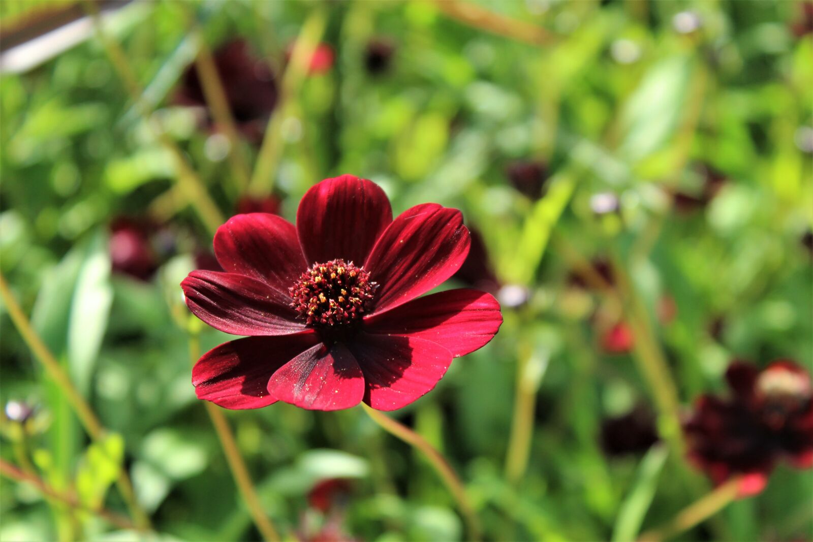Canon EOS 4000D (EOS Rebel T100 / EOS 3000D) sample photo. Flower, red, close up photography