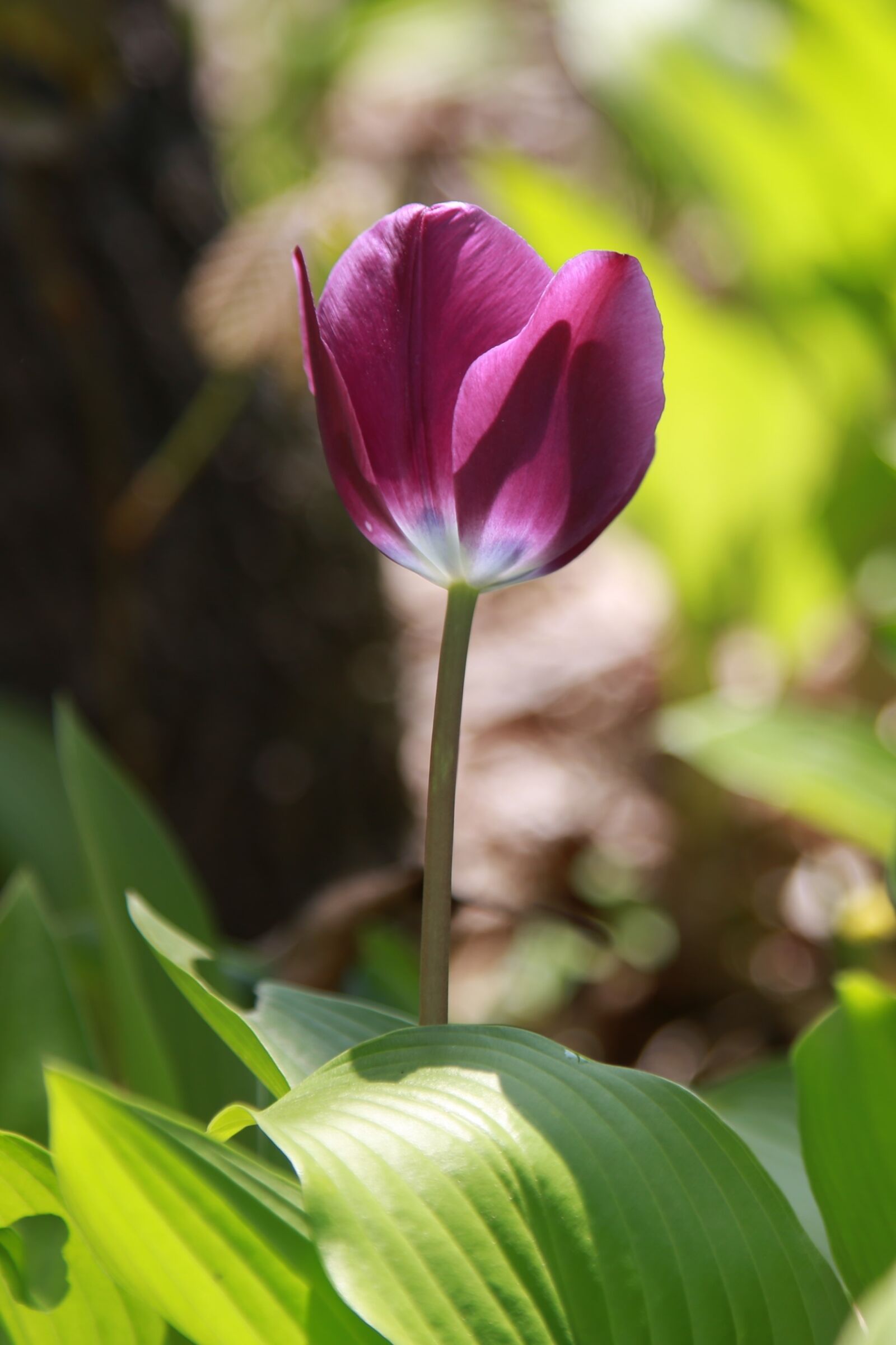 Canon EOS 6D + Canon EF 24-105mm F4L IS USM sample photo. Nature, plants, flowers photography