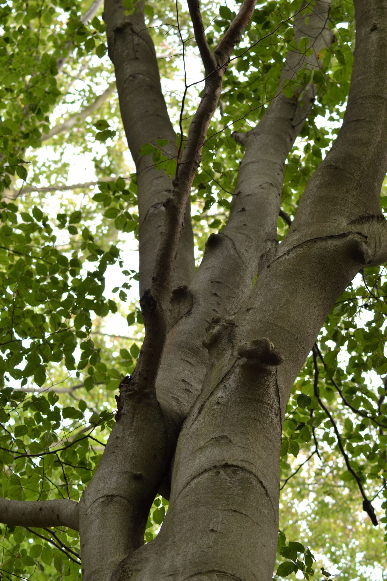 Nikon D3100 sample photo. Top, tree, tree, branches photography