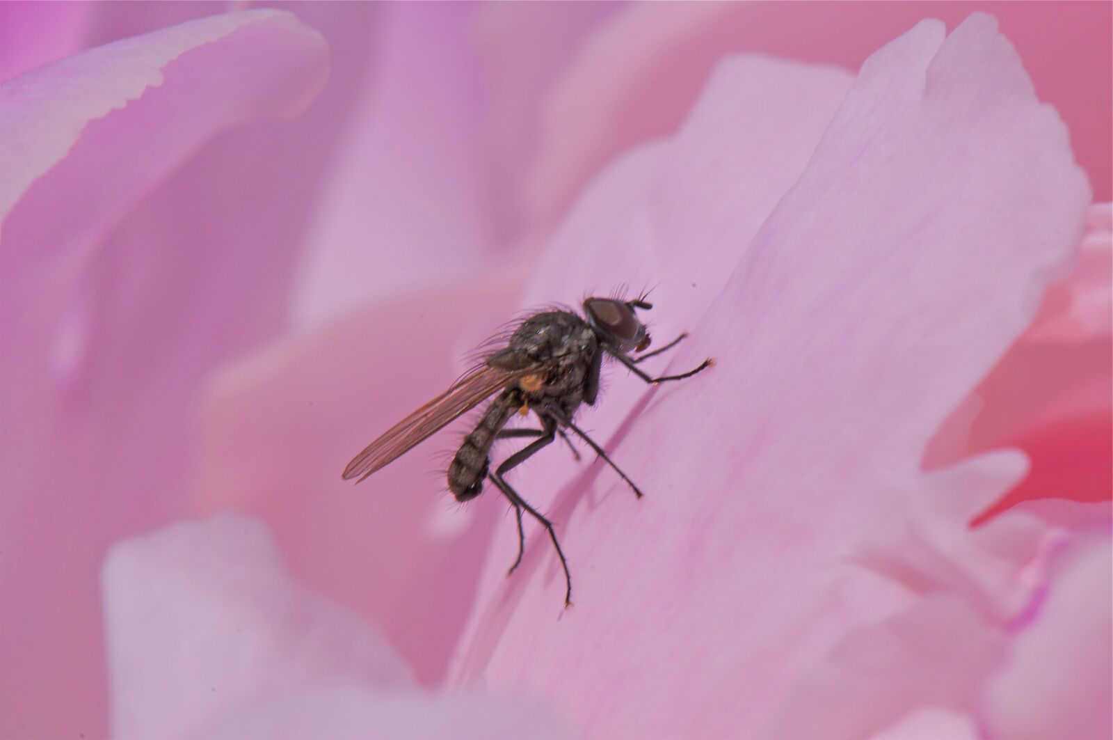 Nikon D300 sample photo. Fly, pink, wing photography