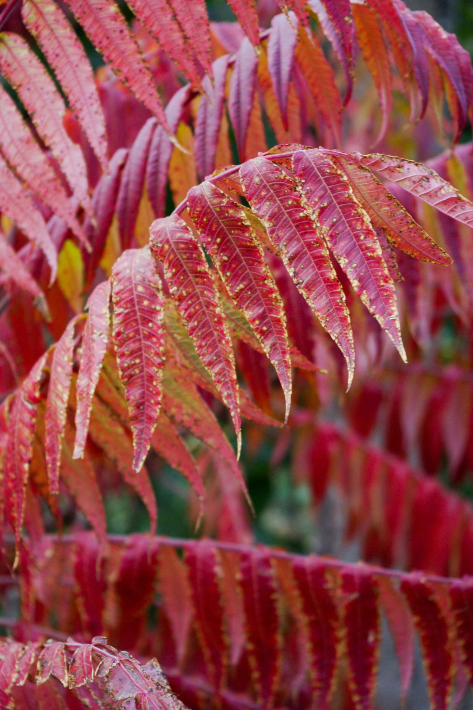 Pentax K-x sample photo. Colors of autumn, red photography