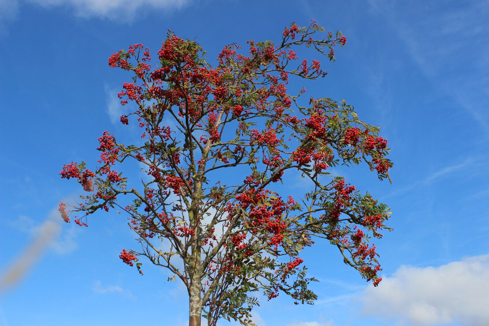 Canon EOS 600D (Rebel EOS T3i / EOS Kiss X5) sample photo. Mountain ash, autumn, red photography