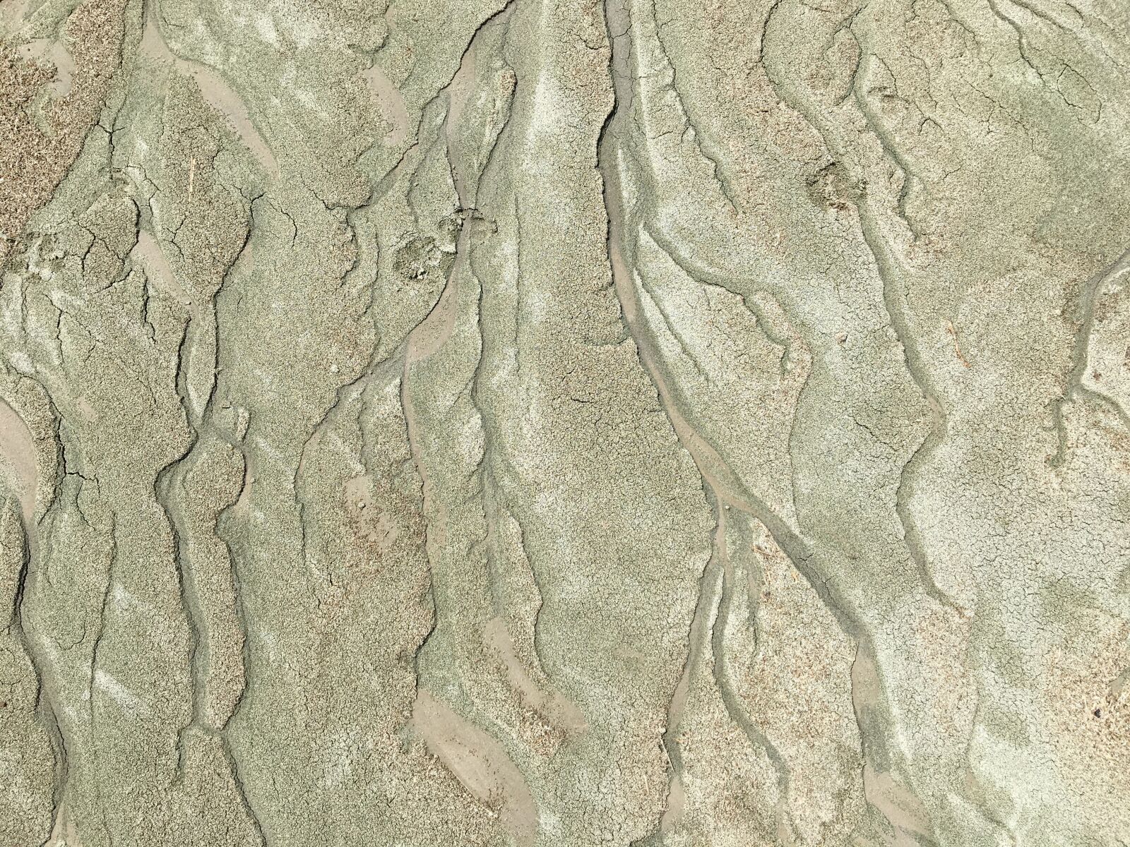 Apple iPhone 6s sample photo. Sand, branches, tendrils photography