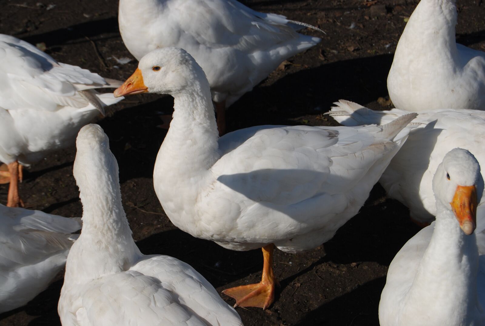 Nikon D40X sample photo. Geese, nature, goose photography