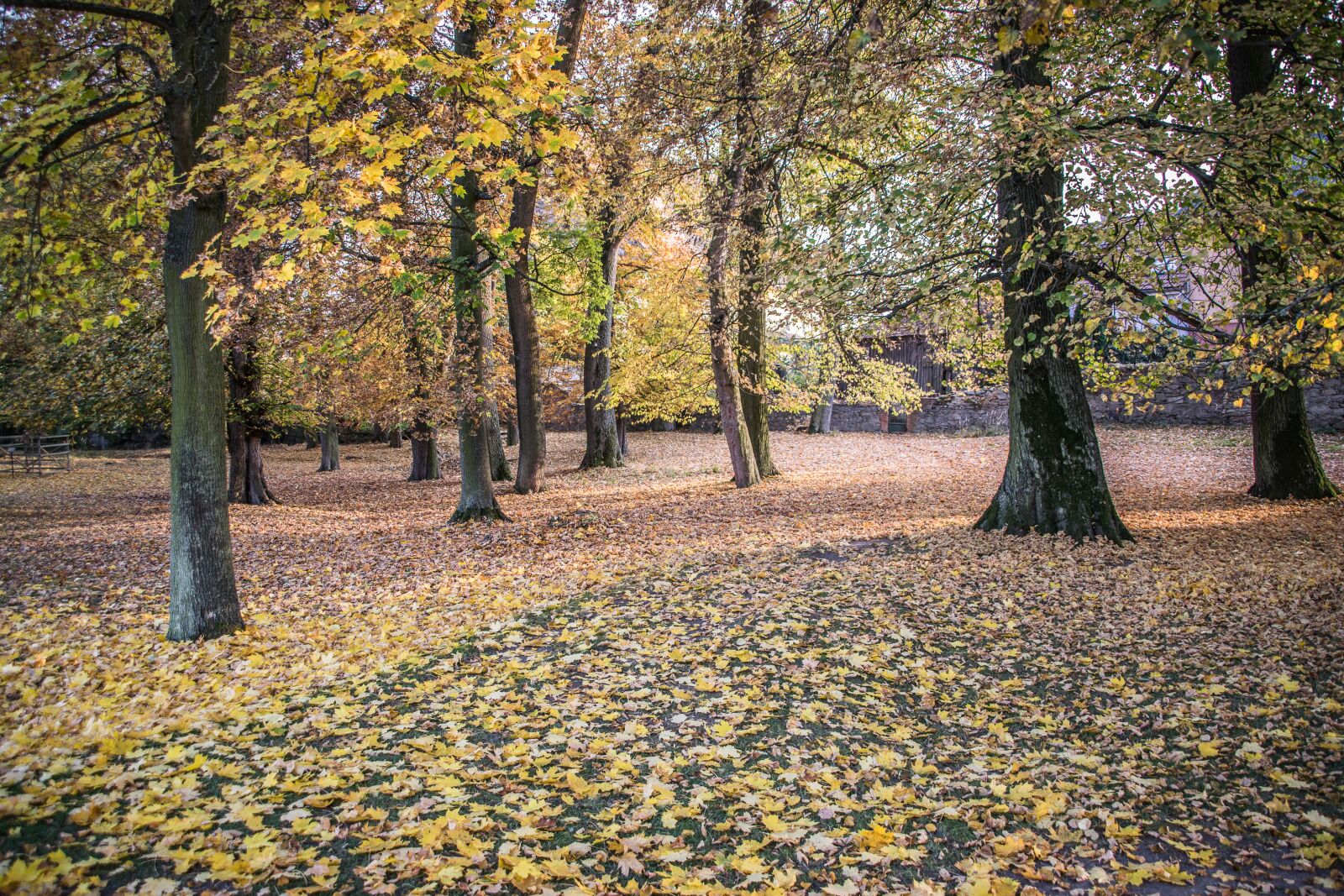 Nikon D5300 sample photo. Autumn, forest, park photography