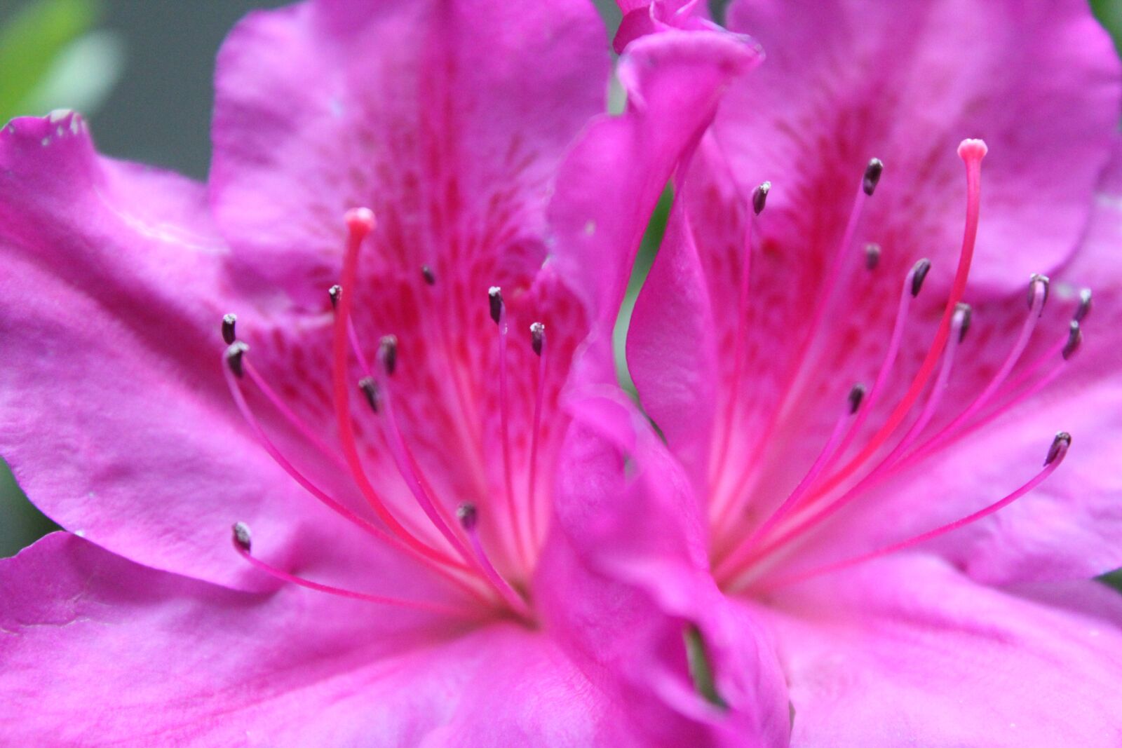 Canon EOS 1200D (EOS Rebel T5 / EOS Kiss X70 / EOS Hi) sample photo. Flower, texture, fuchsia photography