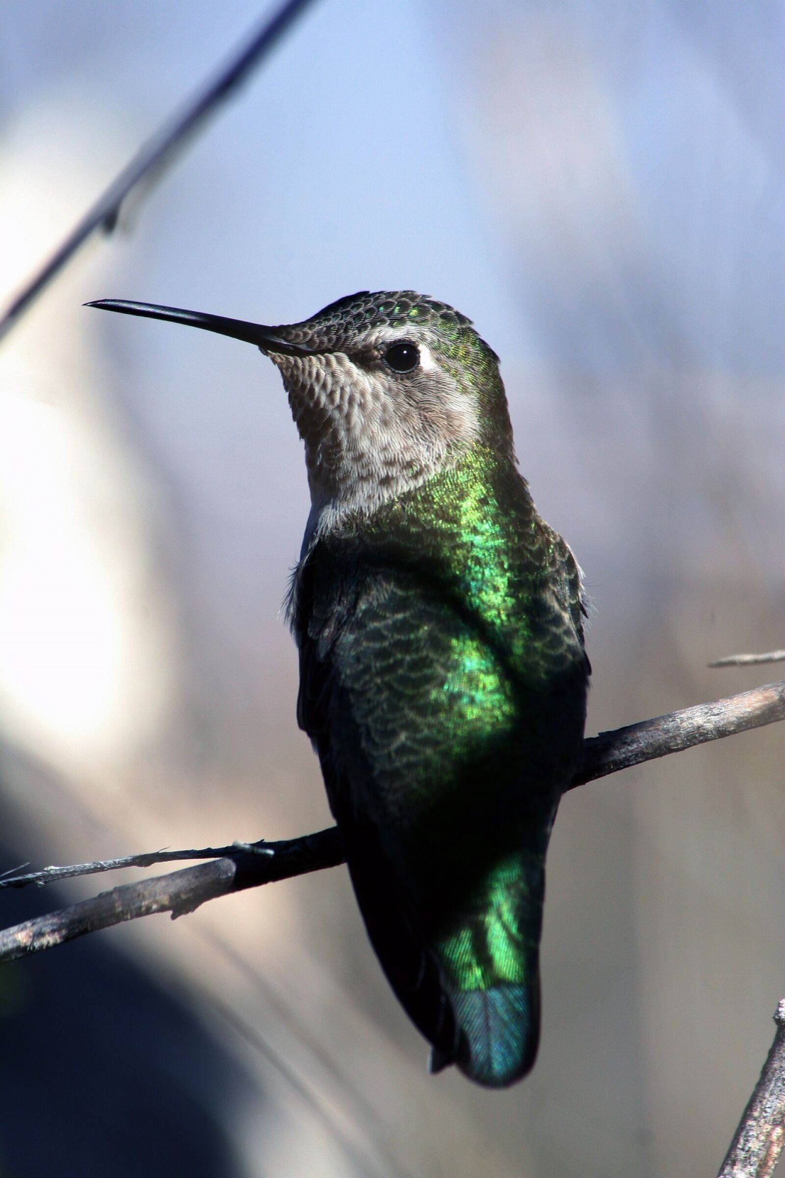 Canon EOS 350D (EOS Digital Rebel XT / EOS Kiss Digital N) sample photo. Hummingbird, flying, portrait photography