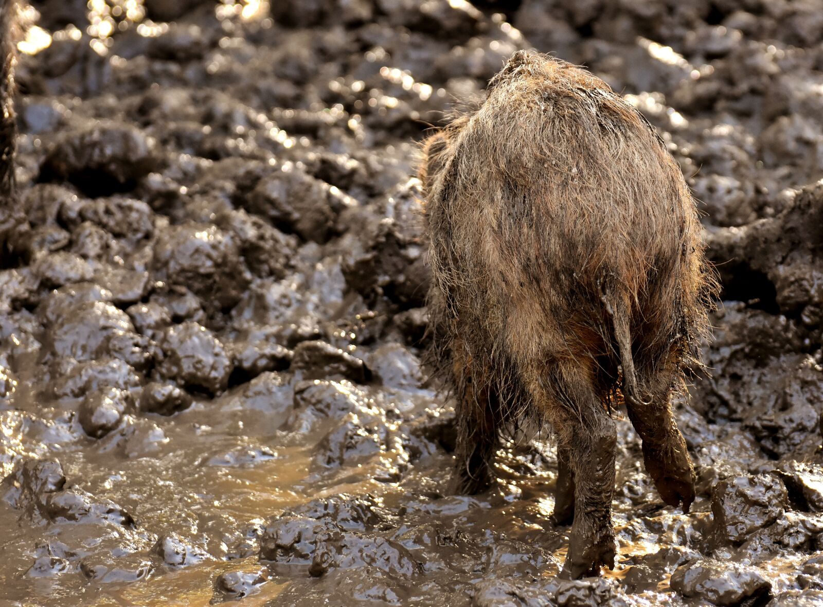 Nikon D7200 sample photo. Wild boars, animals, mud photography