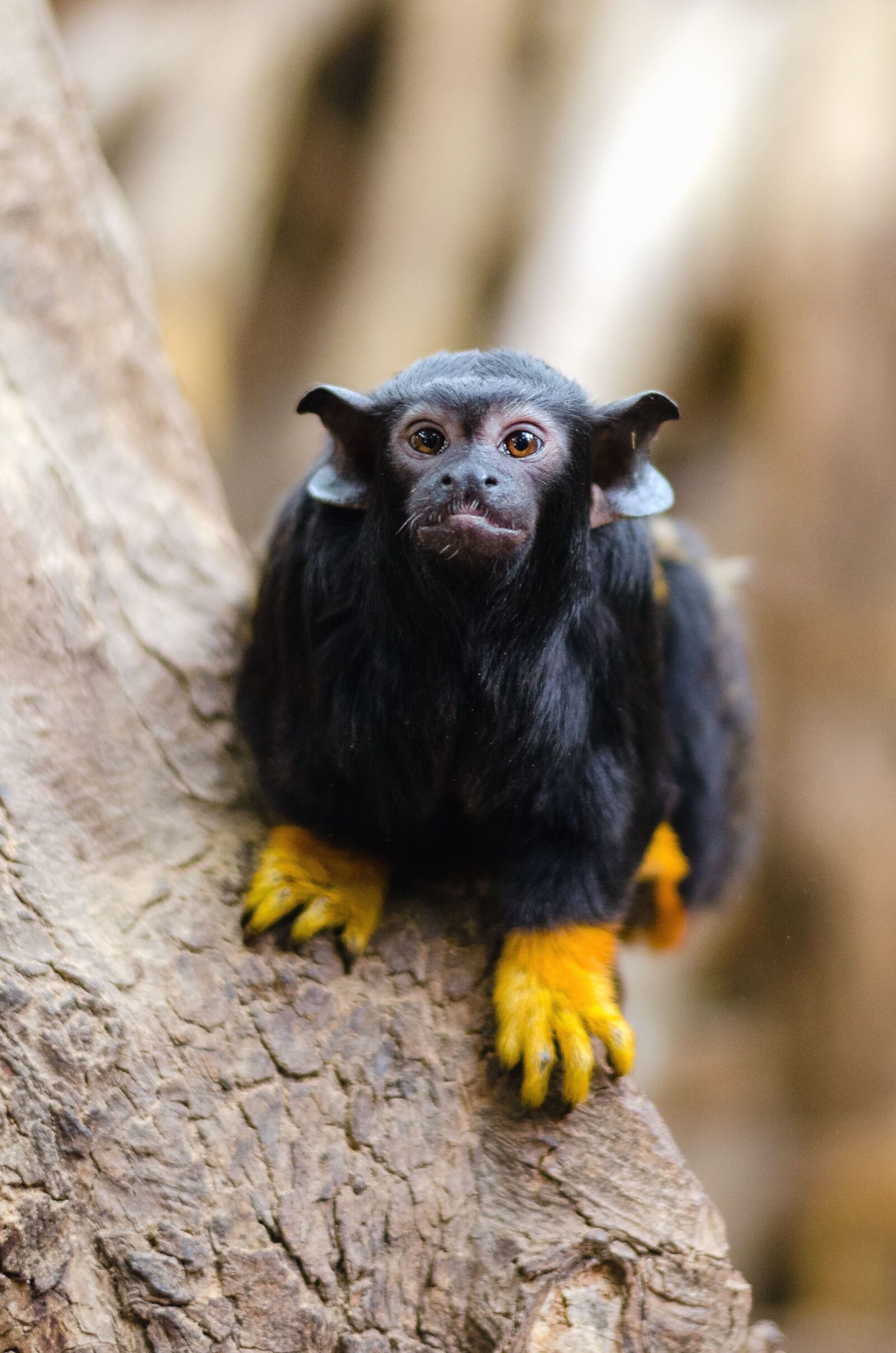 Nikon D7000 sample photo. Monkey, animals, wild, forest photography