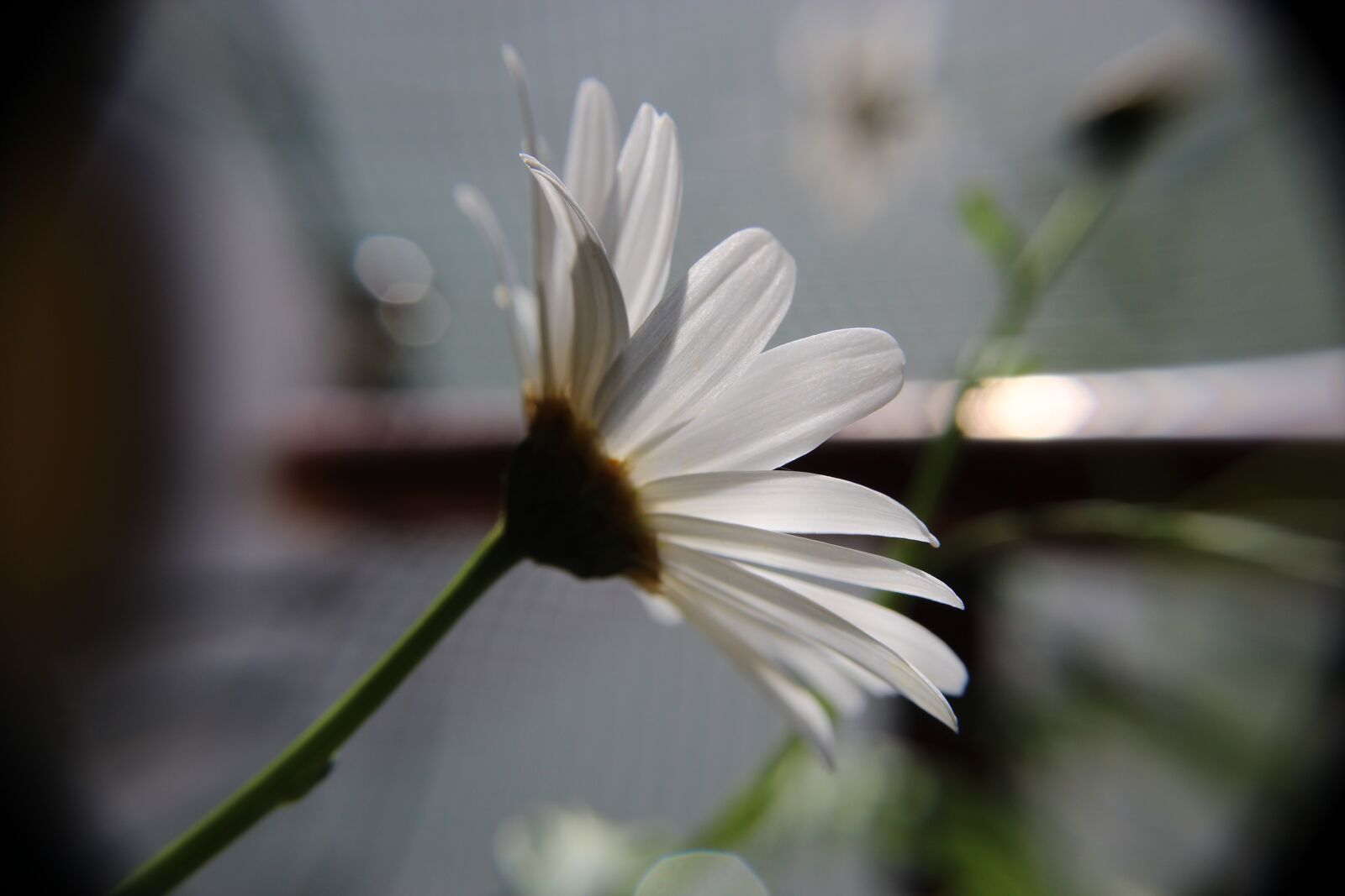 Canon EOS 4000D (EOS Rebel T100 / EOS 3000D) sample photo. Daisy, flower, backlight photography