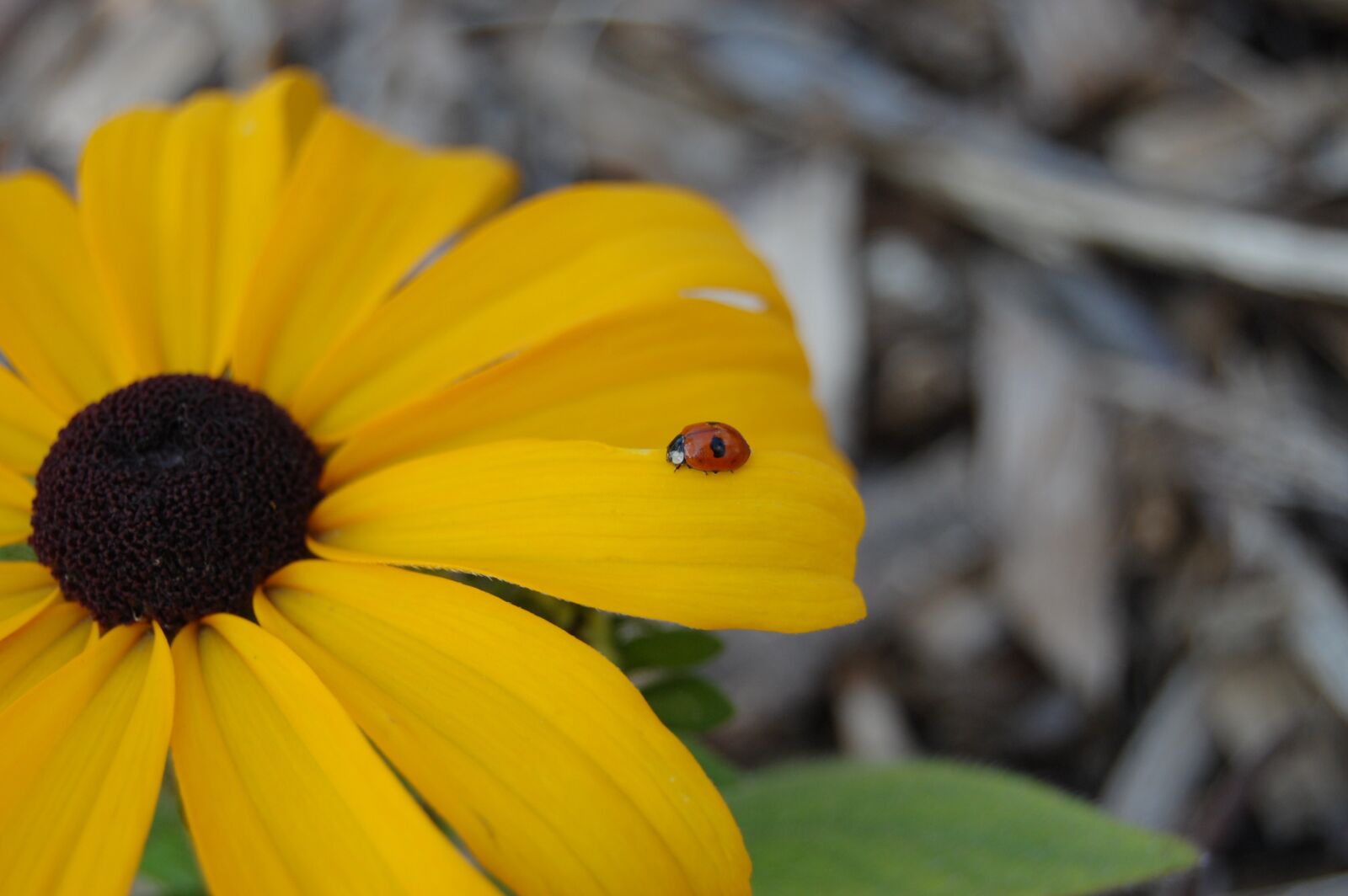 Nikon D40 sample photo. Ladybug, yellow, flower photography