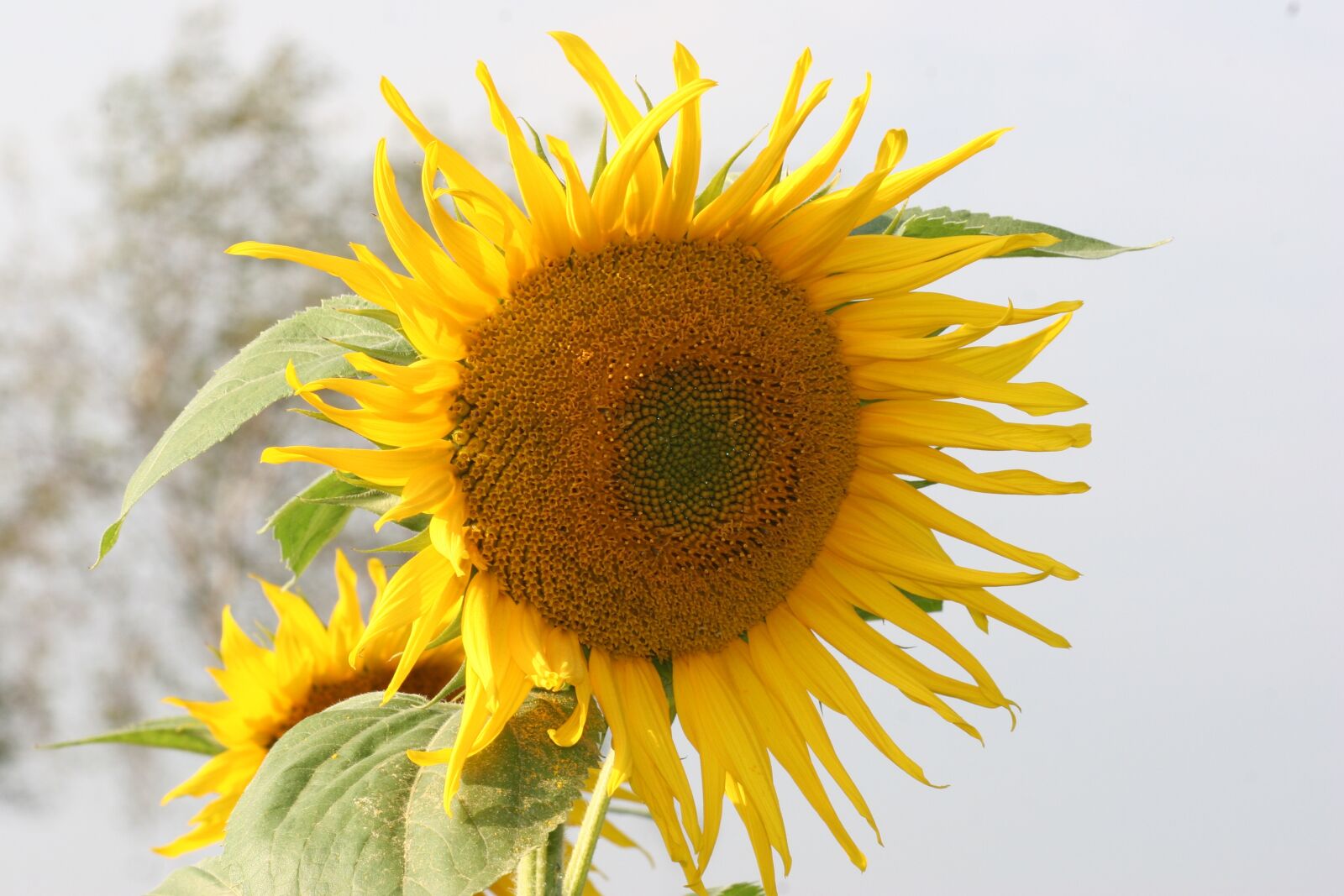 Canon EOS 20D sample photo. Sunflower, blossom, bloom photography