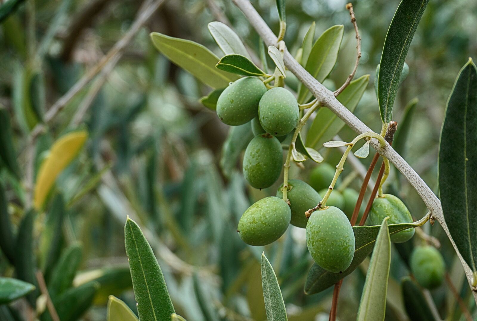 Sony a5100 sample photo. Olives, olive tree olive photography