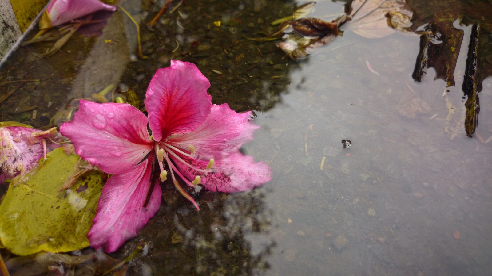 Sony Xperia Z1 Compact sample photo. Bauhinia, petal, xie photography