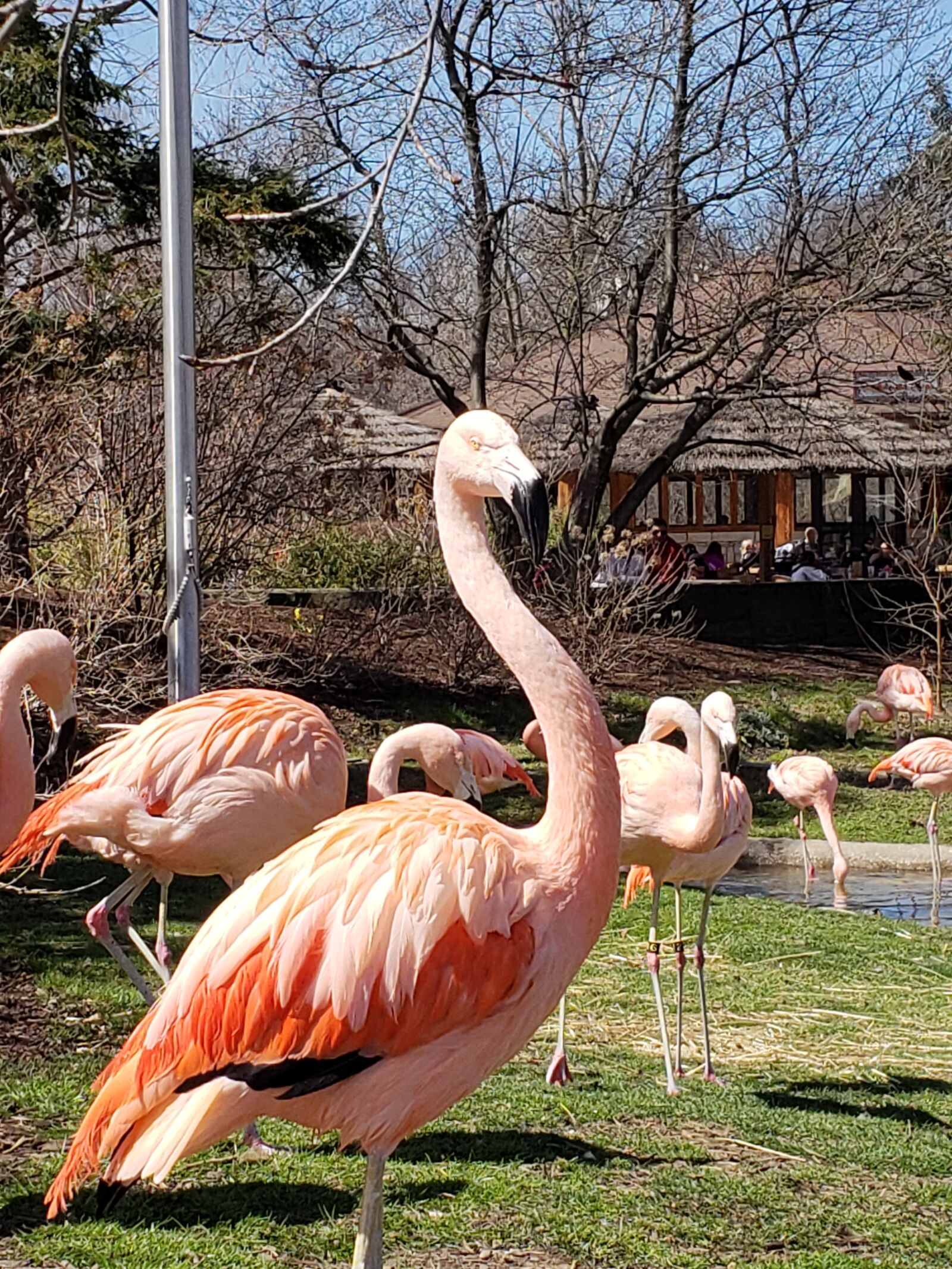 Samsung Galaxy S9 sample photo. Flamingo, exotic bird, pink photography