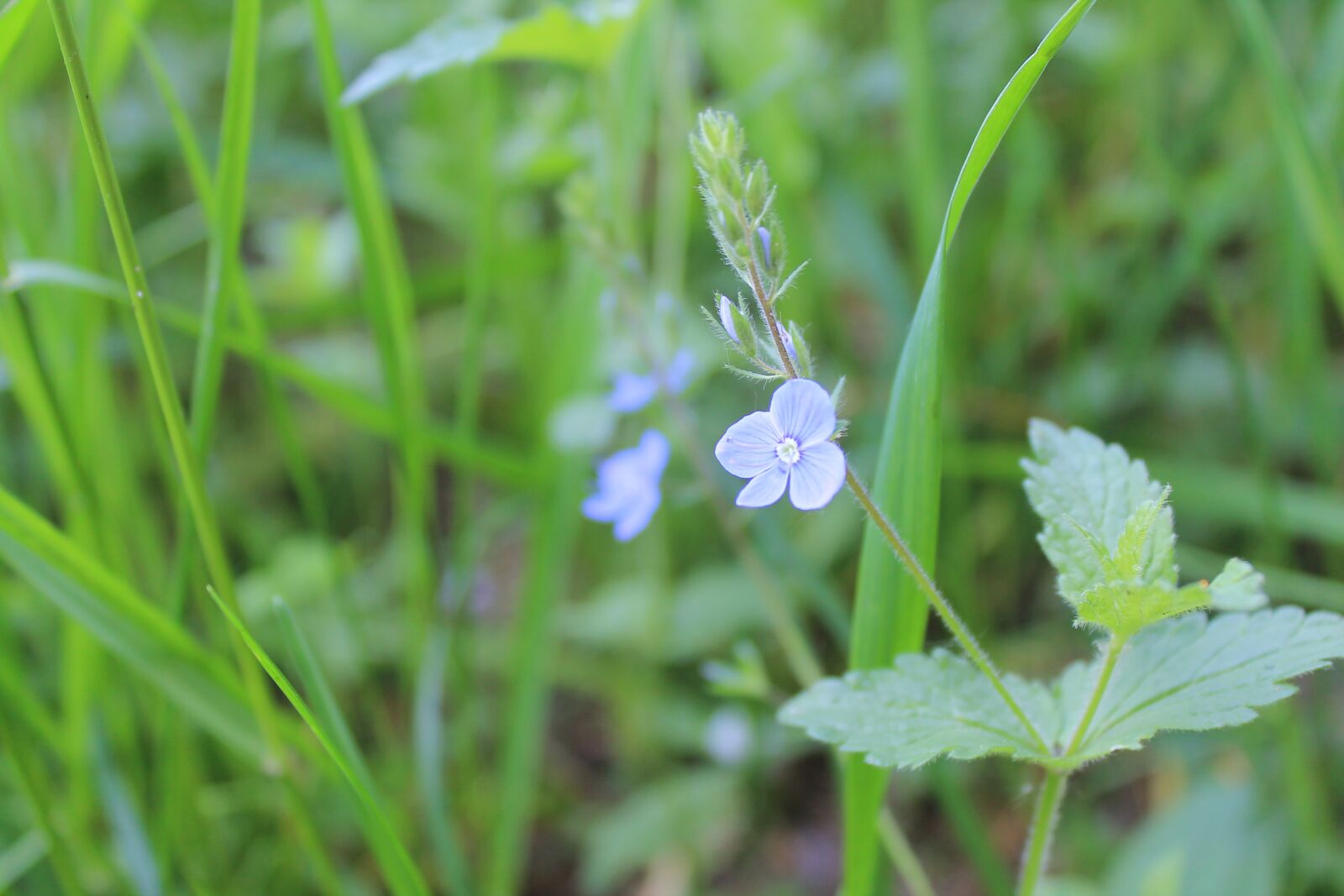 Canon EOS 1100D (EOS Rebel T3 / EOS Kiss X50) sample photo. Flower, blue, garden photography