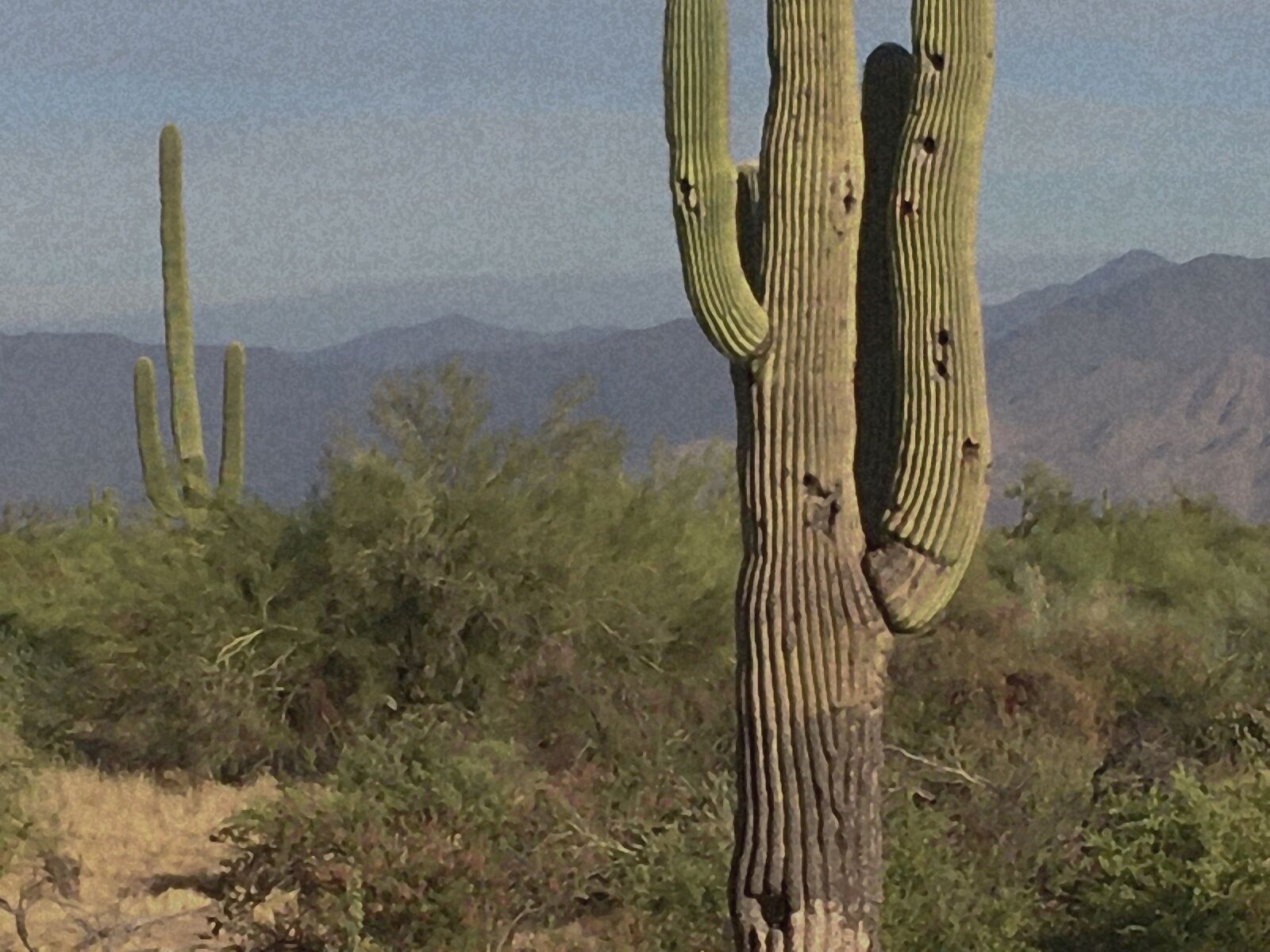 Apple iPhone SE sample photo. Saguaro cactus, saguaro national photography