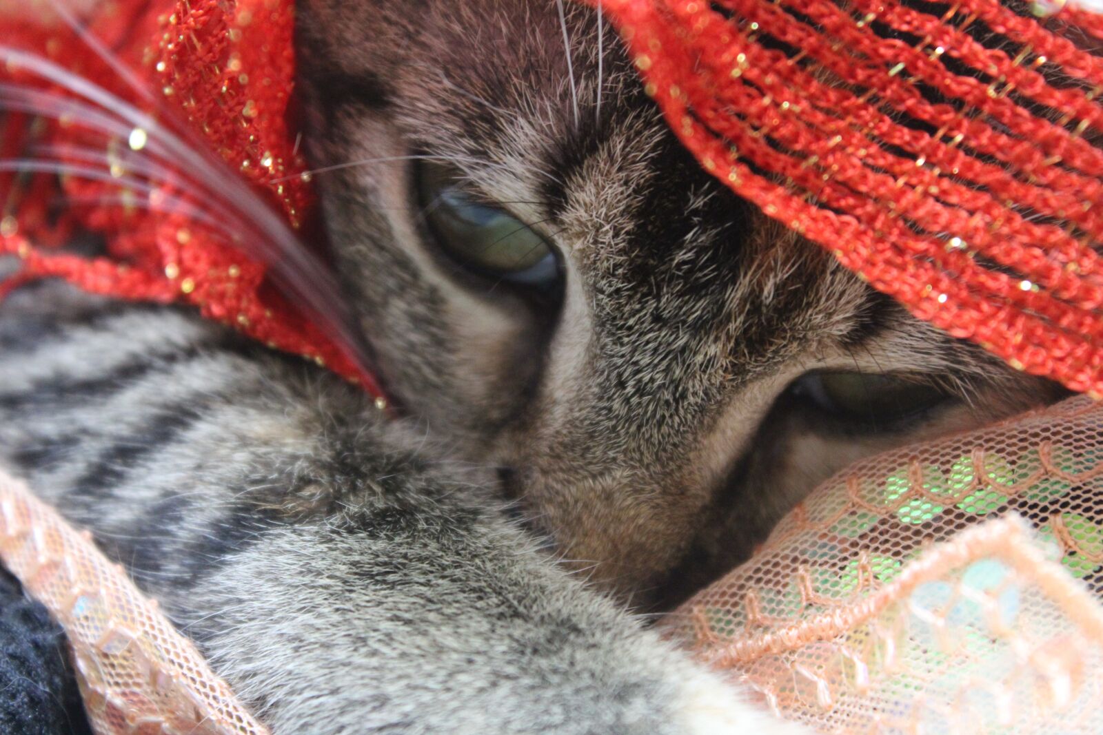 Canon EOS 1300D (EOS Rebel T6 / EOS Kiss X80) sample photo. Kitten, bebe, hairy photography
