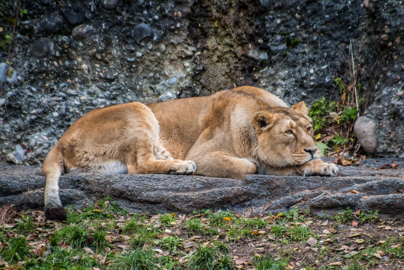 Canon EOS 70D sample photo. Lioness, leo, animal photography