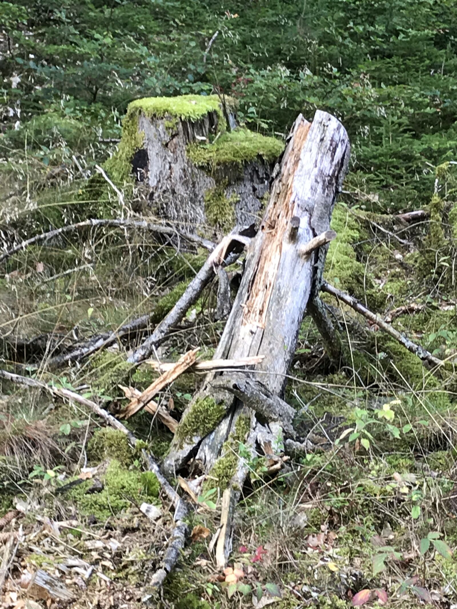 iPhone 7 back camera 3.99mm f/1.8 sample photo. Tree, forest, old photography