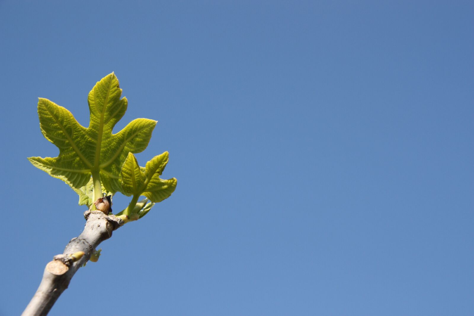 Canon EOS 450D (EOS Rebel XSi / EOS Kiss X2) sample photo. Botany, nature, fig tree photography