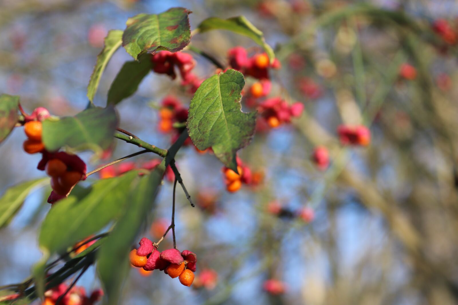 Canon EOS 200D (EOS Rebel SL2 / EOS Kiss X9) sample photo. Berries, autumn, leaves photography