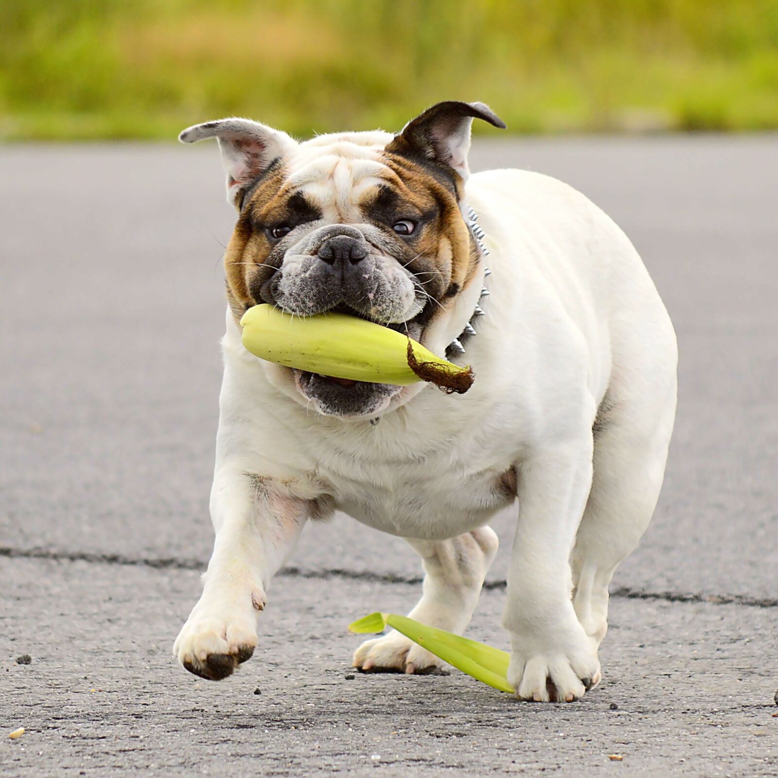 Nikon D3200 sample photo. Bulldog, dog, portrait photography