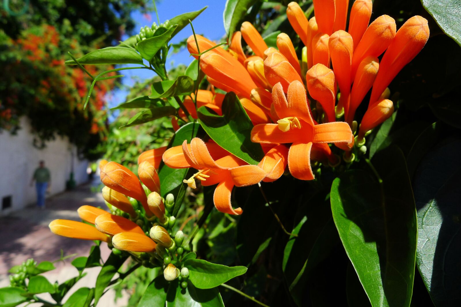 Panasonic Lumix DMC-LX5 sample photo. Orange flower, tenerife, alley photography