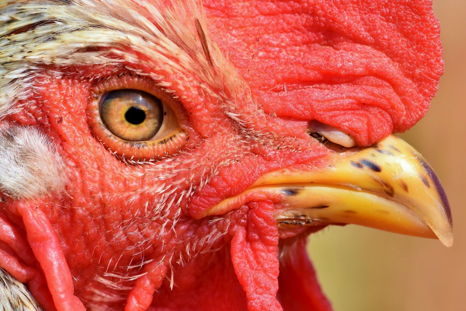 Nikon D7200 sample photo. Hahn, rooster head, gockel photography