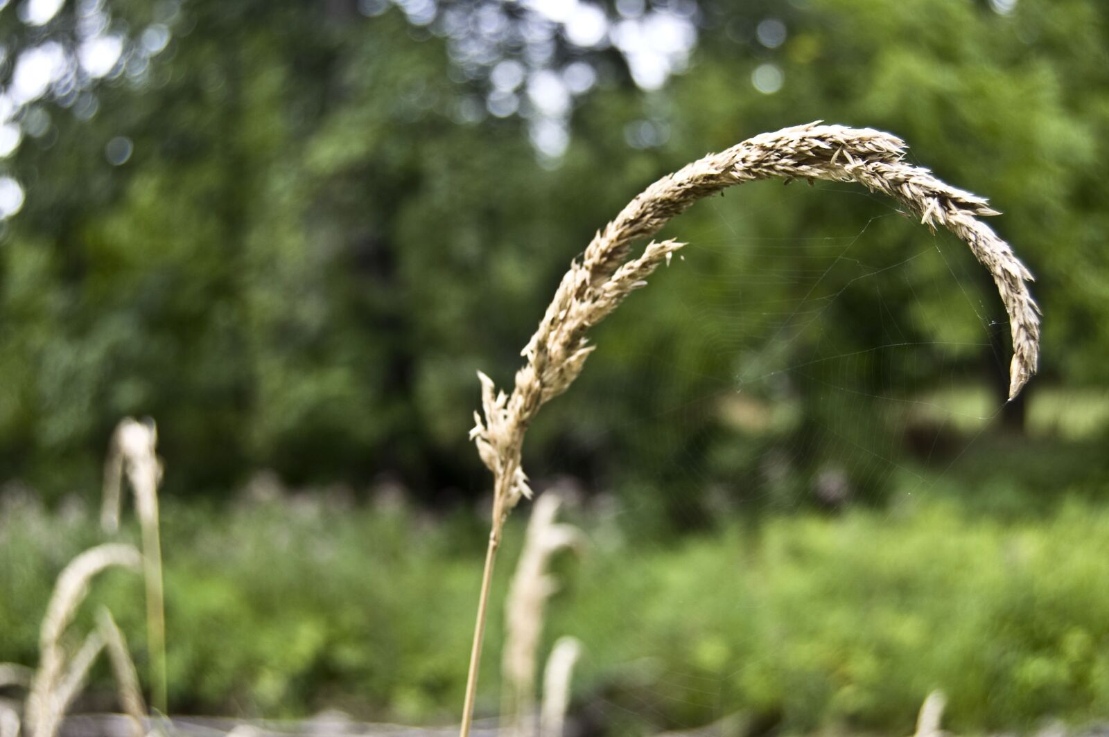 Nikon D40 sample photo. Nature, weed, env photography