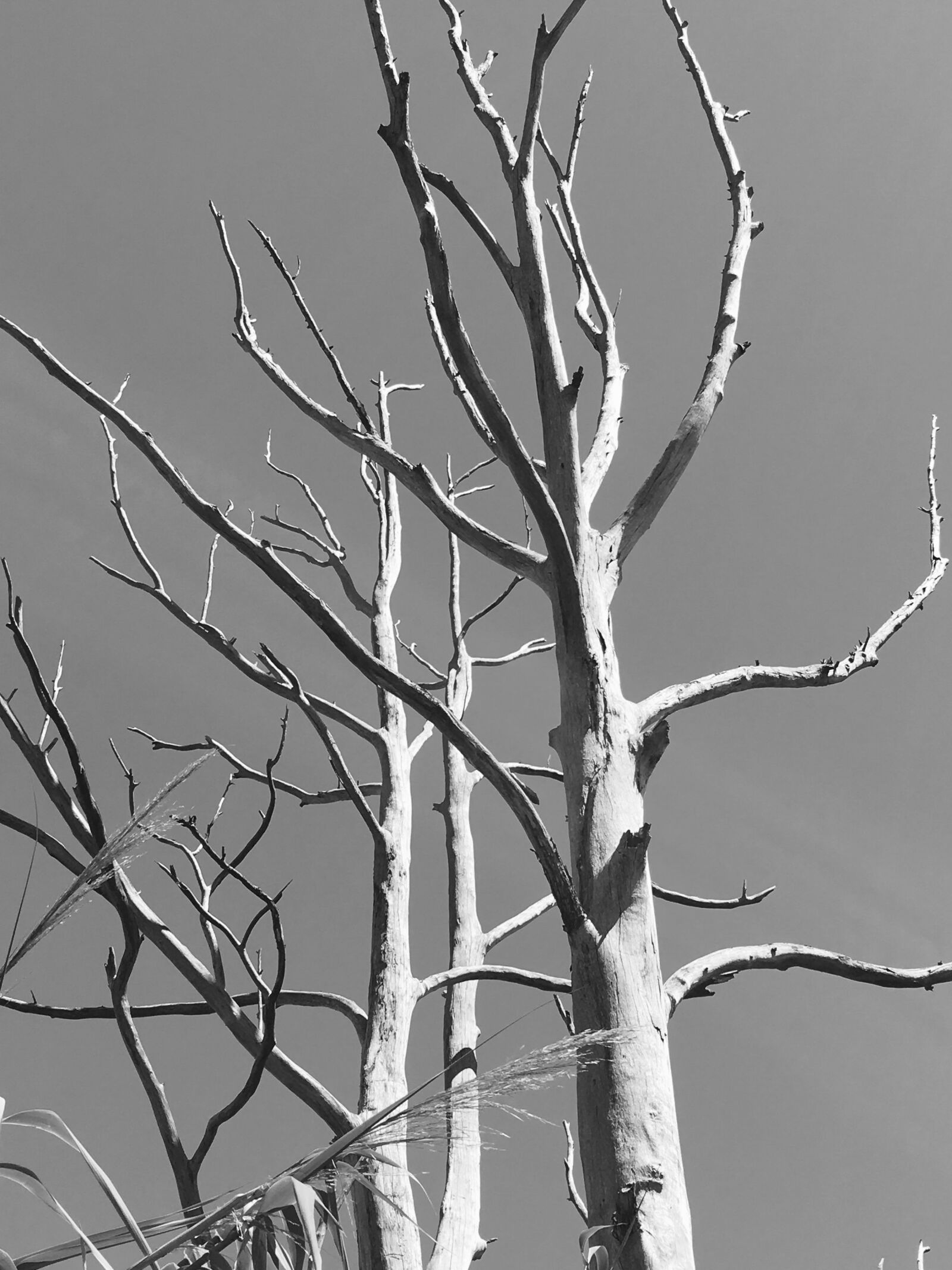 iPhone 6s Plus back camera 4.15mm f/2.2 sample photo. Blackandwhite, tree, nature photography