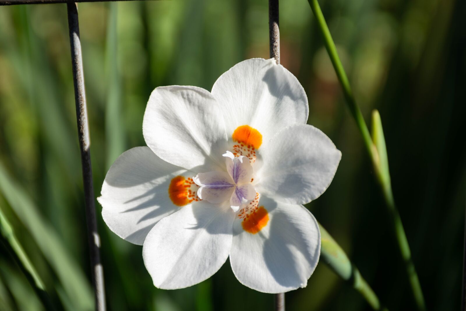 Nikon D7200 sample photo. Plant, shrub, flower photography