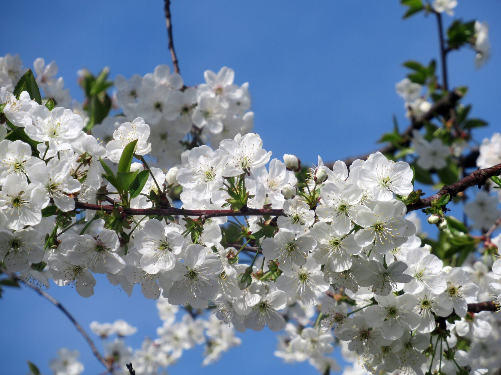 Canon PowerShot SX620 HS sample photo. Flower, sour cherry, branch photography