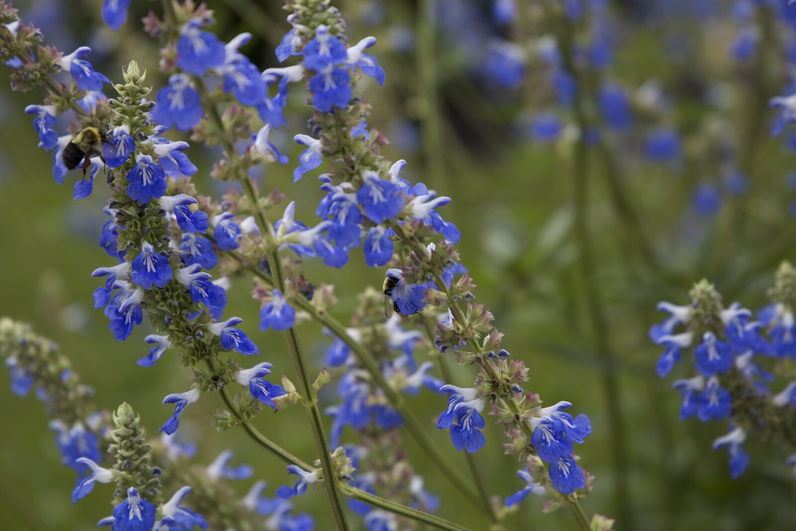 Canon EOS 6D sample photo. Bee, flowers photography