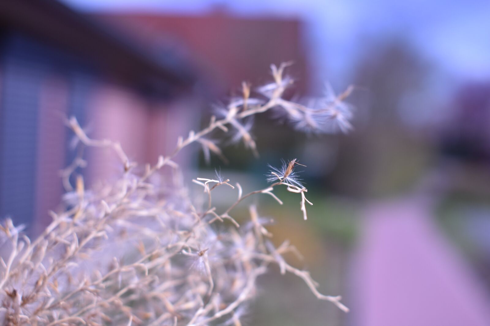 Nikon D3400 sample photo. Flower, slightly, out photography