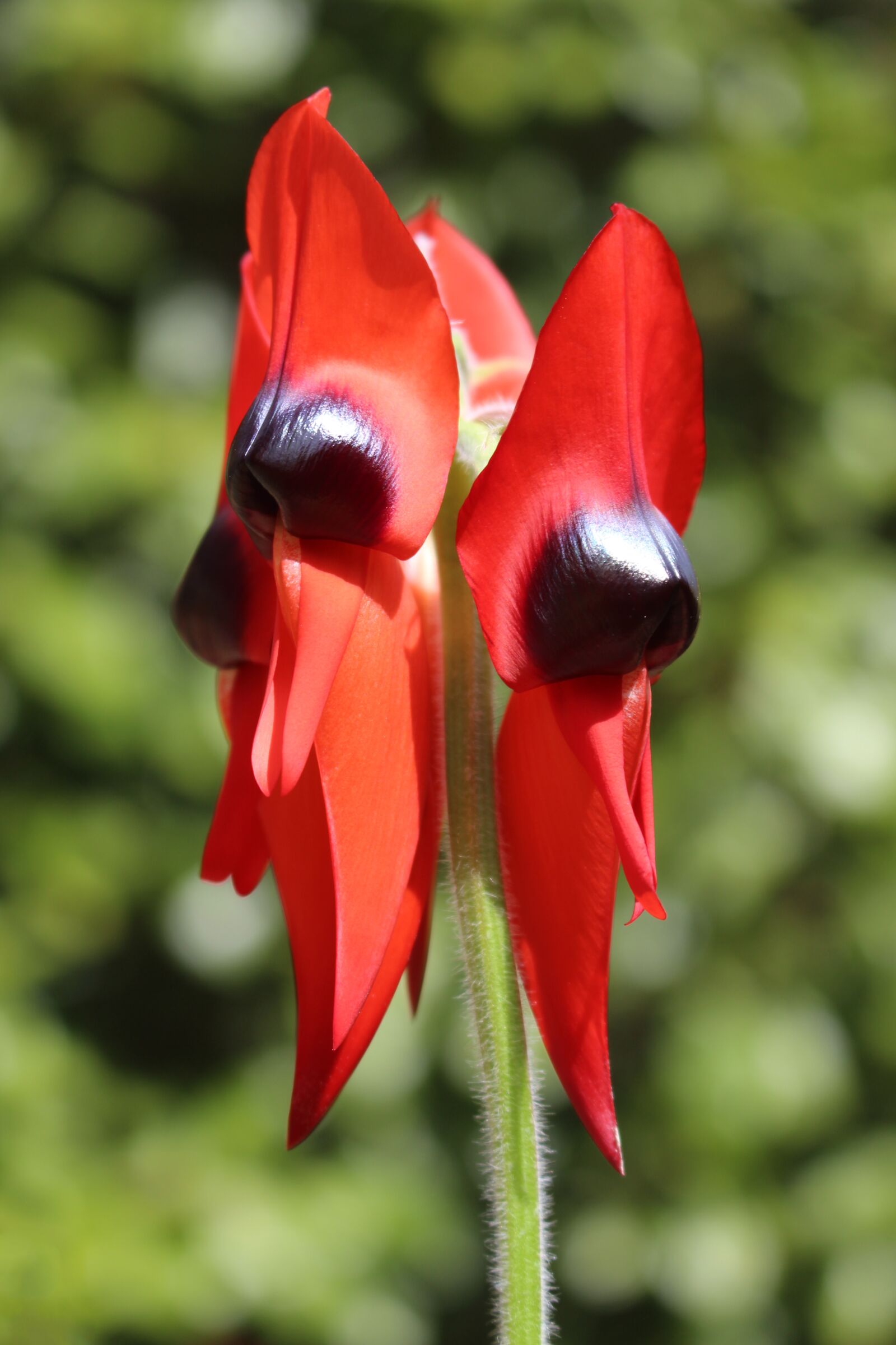 Canon EOS 700D (EOS Rebel T5i / EOS Kiss X7i) sample photo. Sturt's desert pea, floral photography