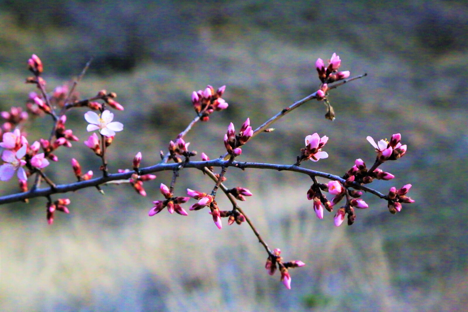Canon EF 24-105mm F4L IS USM sample photo. Flowers, spring, tree photography