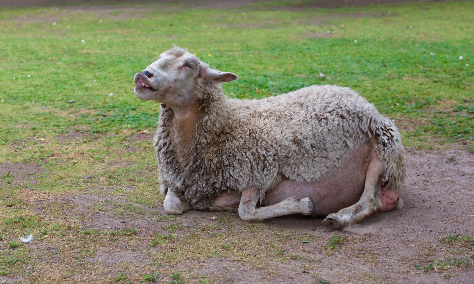 Canon EOS 5D Mark III sample photo. Animal, sheepfold, sheep photography