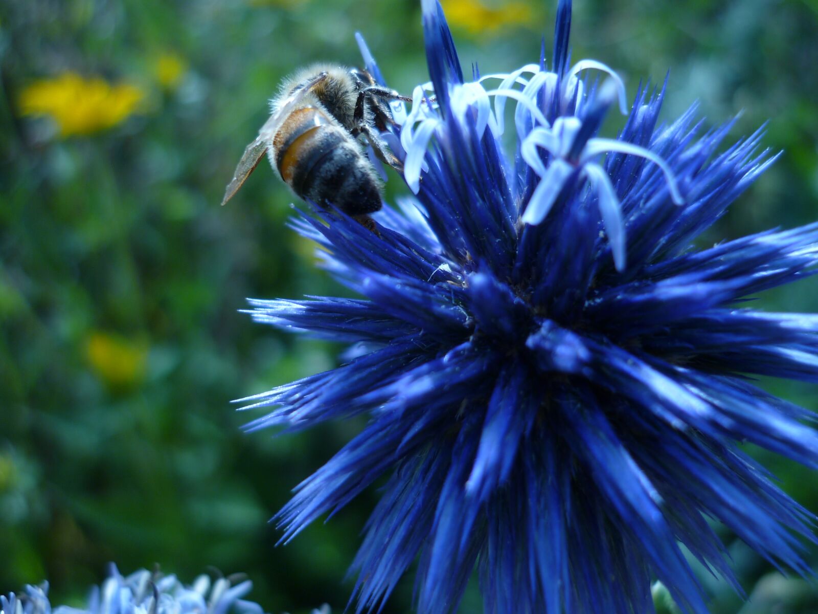 Panasonic Lumix DMC-FS6 sample photo. Flower, blue, bee photography