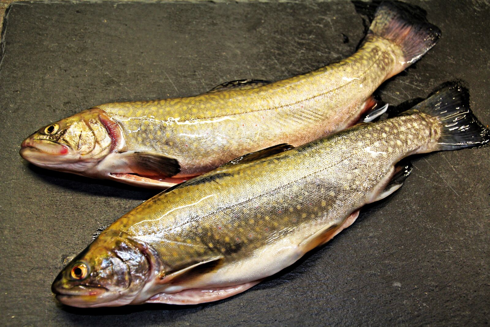 Canon EOS 60D sample photo. Fish, fresh fish, predatory photography