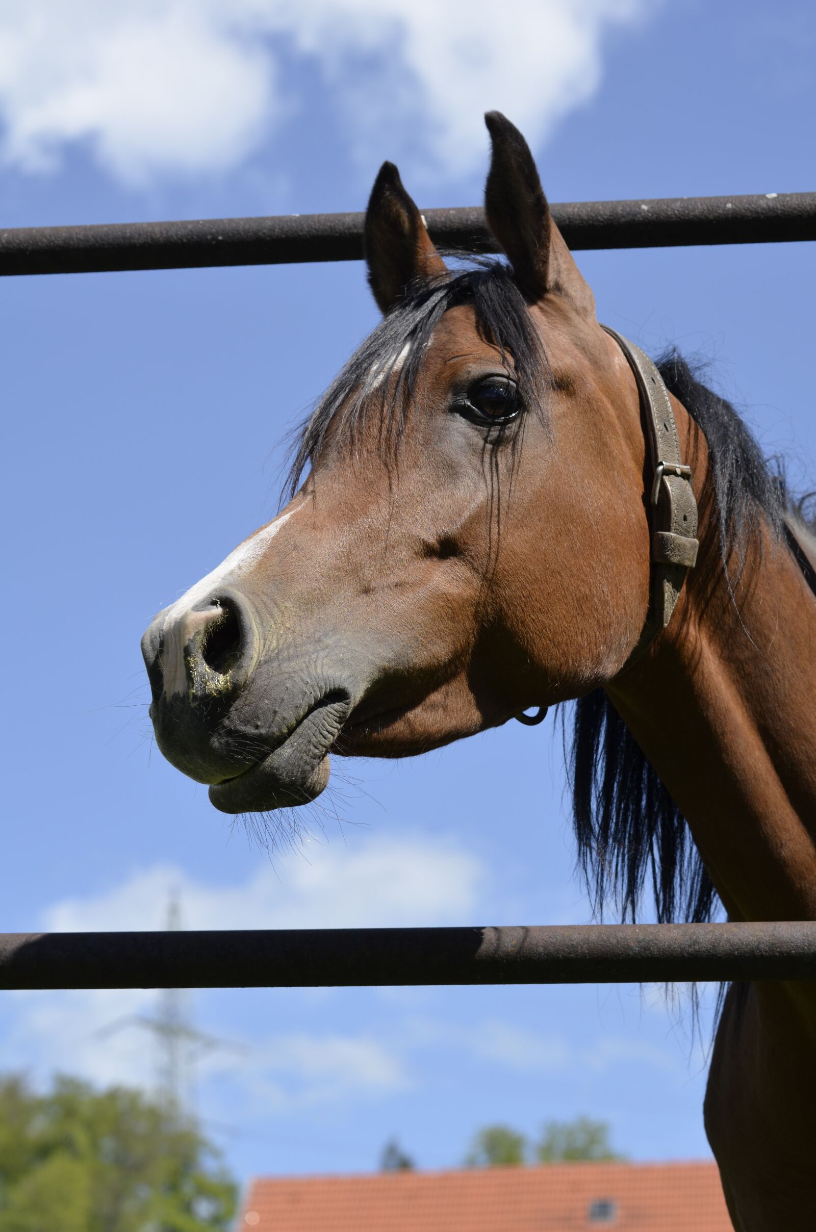 Nikon D5100 sample photo. Nature, sky, animal photography