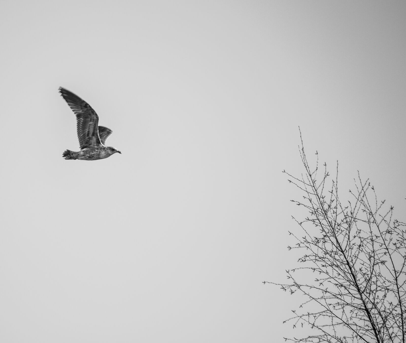 Canon EF-S 55-250mm F4-5.6 IS sample photo. Animal, bird, black, and photography