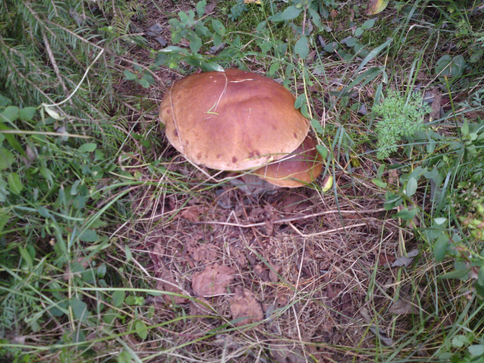 Sony Ericsson C905 sample photo. Wild mushrooms, mushrooms, dub photography