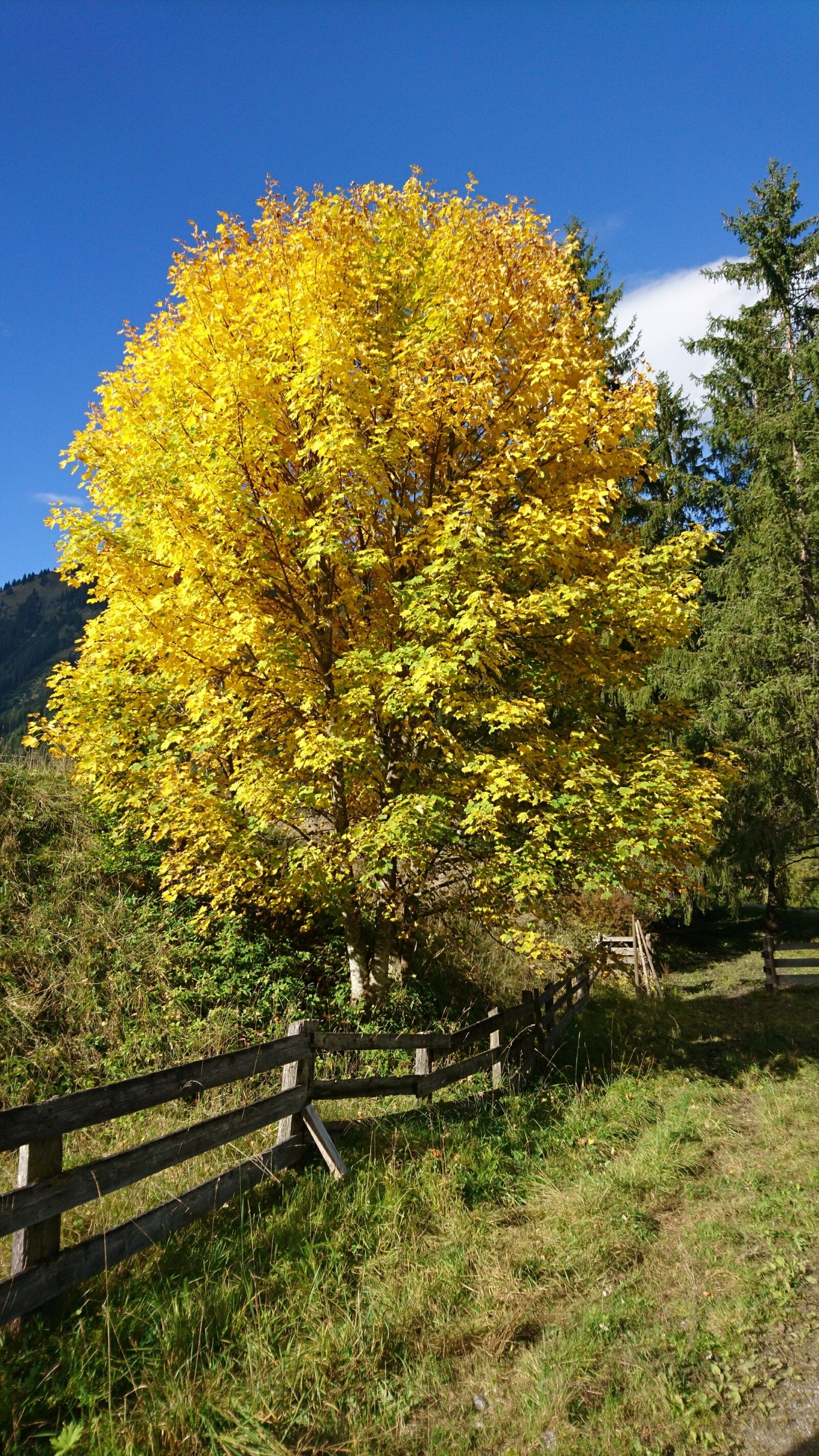 Sony Xperia X Compact sample photo. Autumn, tree, golden autumn photography